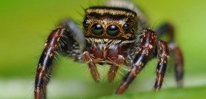 Jumping spider silk draglines join bird wings and lizard tails as stabilising features in the animal kingdom. VonShawn